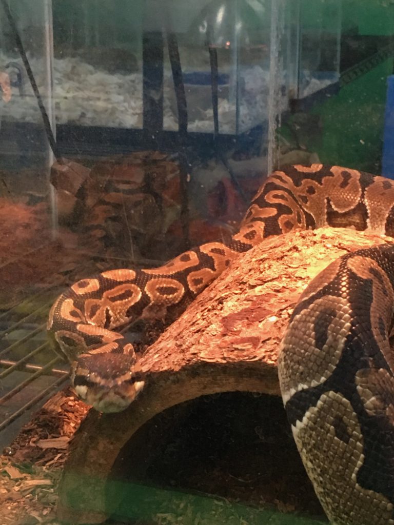 IMG_0285 House Of Tropicals