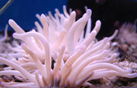 House of Tropicals t-anenome1