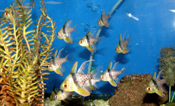 House of tropicals salt water fish t-army