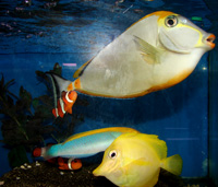 House of tropicals salt fish t-colors
