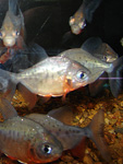 House of Tropicals Fresh Water Fish t-piranah