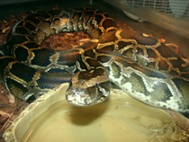 House of Tropicals reptiles t-python